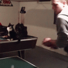 Ping pong cat fist bump
