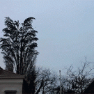 Group of birds simultaneously flying off a tree