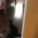Cat hits wall