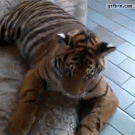 Jack Russell terrier catches tiger's tongue