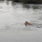 Crocodile attacks lion crossing the river