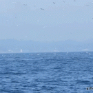 Orca throws seal 80 feet into the air