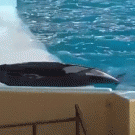 Spinning dolphin