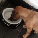 Dog confused about bone in water bowl