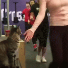 Cat high-fiving runners