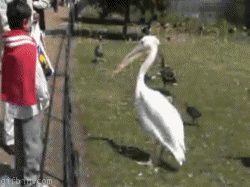 Pelican Swallows Live Pigeon | Best Funny Gifs Updated Daily