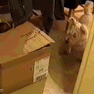 Surprise cat
