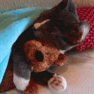 Cat hugs teddy bear