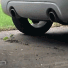 Chipmunk in the exhaust pipe
