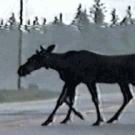 8-legged moose
