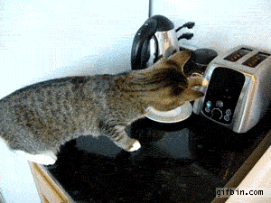 Toaster Scares Cat Off The Table | Best Funny Gifs Updated Daily