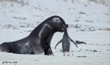 Seal Vs. Penguin | Best Funny Gifs Updated Daily