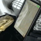 Bearded dragon plays Ant Crusher on a tablet