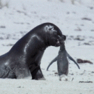 Seal vs. penguin