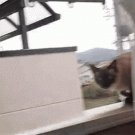 Cat jumps off balcony ledge