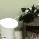 Kitten  vs. trash bin