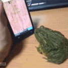 Bullfrog catches bugs on touchscreen