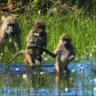Monkeys crossing the water