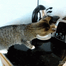 Toaster scares cat off the table