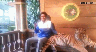 Posing With Tiger Fail | Best Funny Gifs Updated Daily
