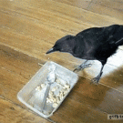 Crow feeds cat and dog