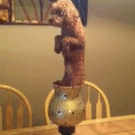 Balancing dog