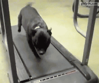 Dog Gets Thrown Back By Treadmill | Best Funny Gifs Updated Daily