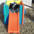 Baby goat faints down a slide