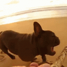 Frenchie fails at catching stick 