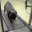 Dog gets thrown back by treadmill