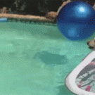 Puppy surfs on dog's back across pool