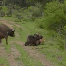 Buffalo attacks lion