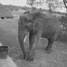 Elephant picking up trash