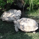 Tortoise helps friend up