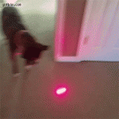 Boxer vs. laser pointer