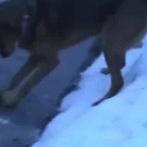 Dog trying to get his ball stuck in ice