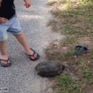 Turtle doesn't want to be picked up