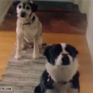 Two-dog treat trick