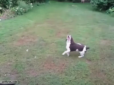 Blind dog cheap fetch
