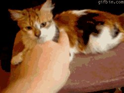 https://gifbin.com/bin/1236537380_cat_bites_guys_finger.gif