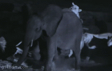 Elephant Sex Gif